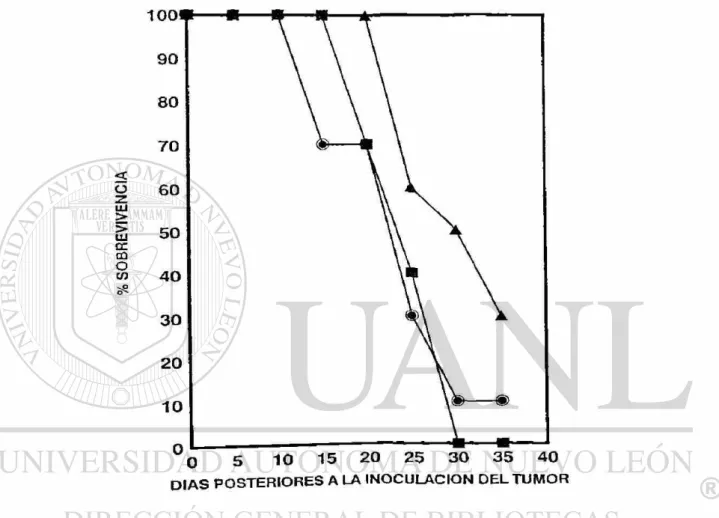 Figura No 4 Efecto de la IL-2 intravenosa en ratones BALB/c con linfoma L-5178Y. Las  dosis probadas fueron 20000 U ( A ), 40000 U ( • ) y 80000 U  ( • ) , asi como un grupo  control ( O ), de todos los cuales se monitoreo la sobrevivencia en un penodo de 
