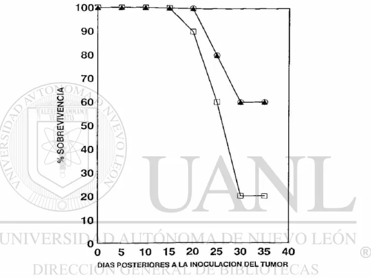 Figura No. 7 Efecto de 20000 U de ÍL-2 libre y liposomal vía intratumoral en ratones  BALB/c con linfoma L-5178Y
