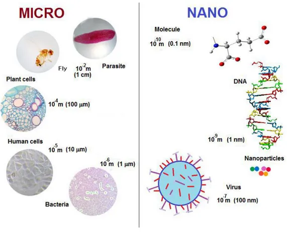 Figura 2. Escala de tamaños de nano materiales y sistemas biológicos. 1 nm = 1x10 -9  m