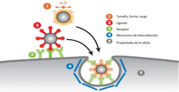 Figura 4. Interacciones de la nanopartícula con la célula. Las interacciones de las NPs con la célula  puede deberse: 1) Tamaño, forma y carga de las NPs; 2) Ligando o envoltura de las NPs; 3) Receptor de  la  célula;  4)  Mecanismos  de  internalización  