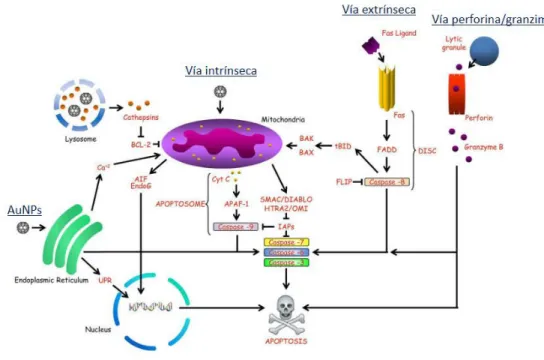 Figura 9. Muerte celular regulada por vía de apoptosis mediada por nanomateriales. La activación  de esta vía puede ser iniciada por una vía intrínseca, una vía extrínseca o vía perforina/granzima