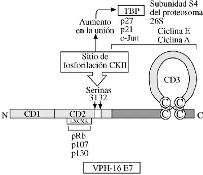 Figura  1.  Esquema  de  la  proteína  E7  del  VPH-16.  Se  muestran  los  dominios  (CD1-CD3)  altamente 
