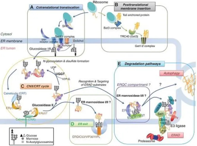 Figura 7.  Mecanismos de la regulación de proteínas en el RE. Las chaperonas son las encargadas de realizar 