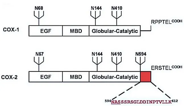 Figura 9. Estructura de las proteínas COX-1 y COX-2. EGF: dominio denominado factor de crecimiento 