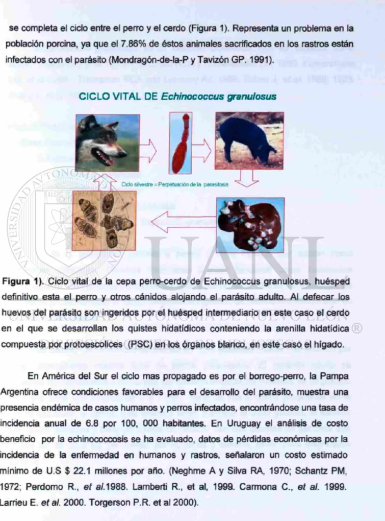 Figura 1). Ciclo vital de la cepa perro-cerdo de Echinococcus granulosus, huésped  definitivo esta el perro y otros cánidos alojando el parásito adulto