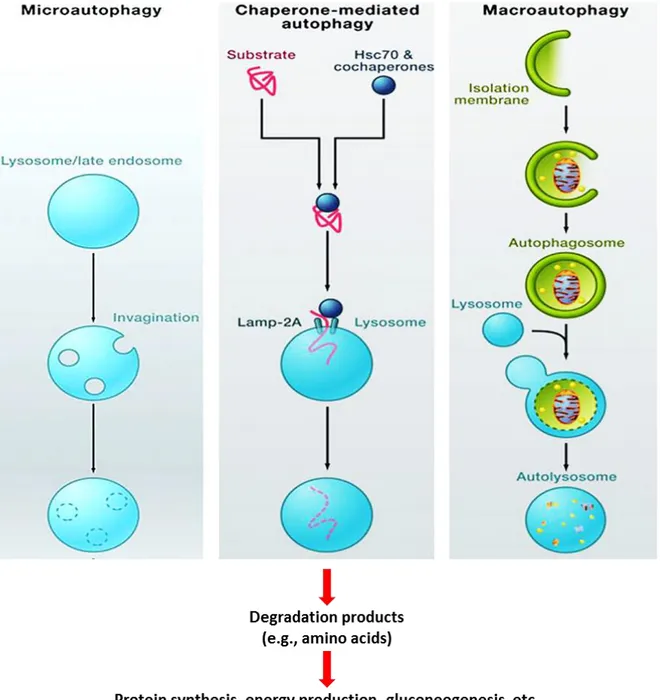 Fig.  4.  Mecanismo  de  autofagia .  Representación  esquemática  de  los  diferentes  tipos  de 