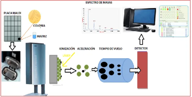 Figura 29. Esquema secuencial del proceso MALDI‐TOF MS.  
