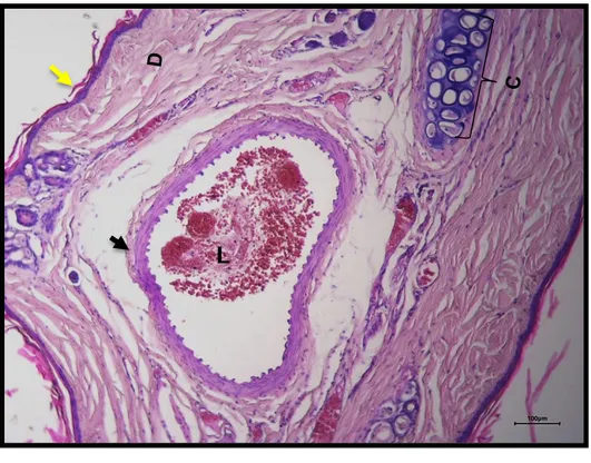 Fig. 5. El modelo de embolismo por HA en oreja de conejo no tiene similitud con el sitio de aplicación clínica