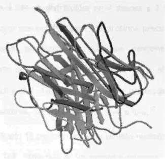 Figura 4. Estructura tridimensional del Factor de Necrosis Tumoral a. Imagen  tomada del Protein Data bank