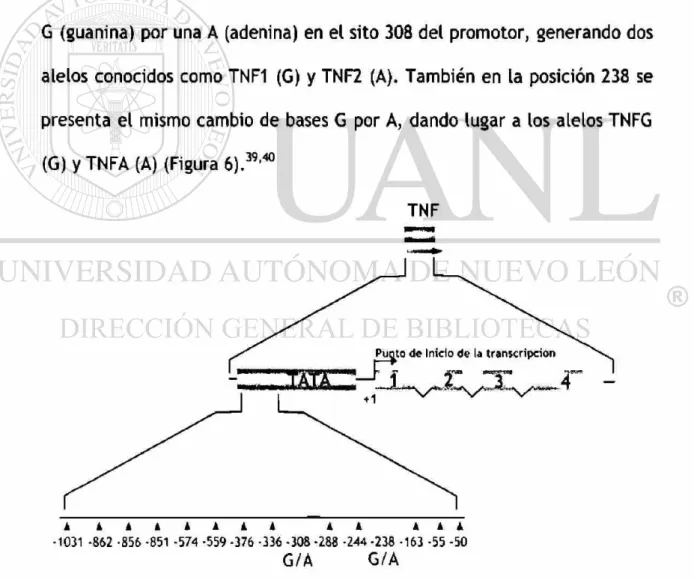 Figura 6. SNPs en el promotor del gen TNF (modificada de Liz-Graña y Gómez- Gómez-Reino)