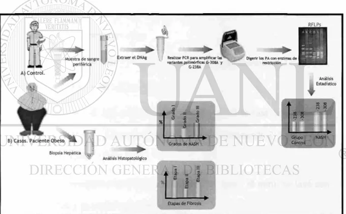 Figura 12. Estrategia General. Se esquematiza la metodología que se siguió para  determinar la frecuencia de los polimorfismos del gen TNF-a tanto en el grupo  control (A) como en los sujetos obesos (B)