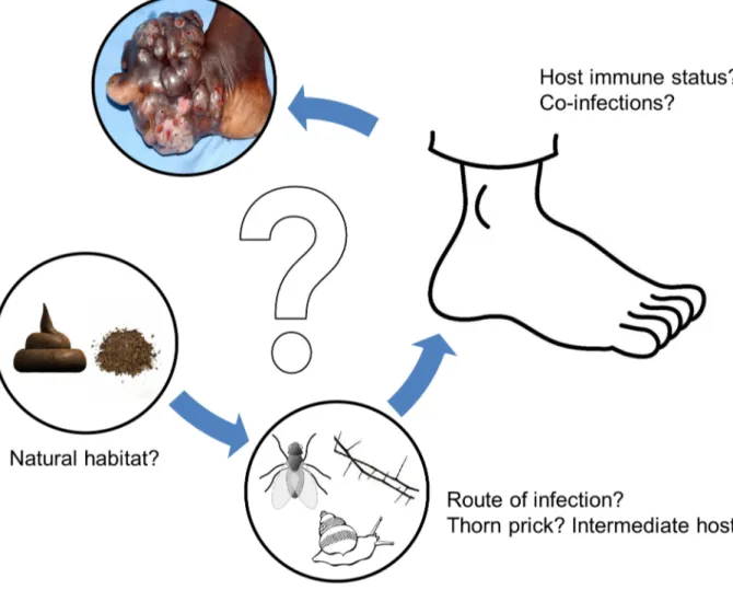 Figure 1. Possible hypothesis for mycetoma infection route. At the moment, many questions still remain about the various steps in the development of mycetoma