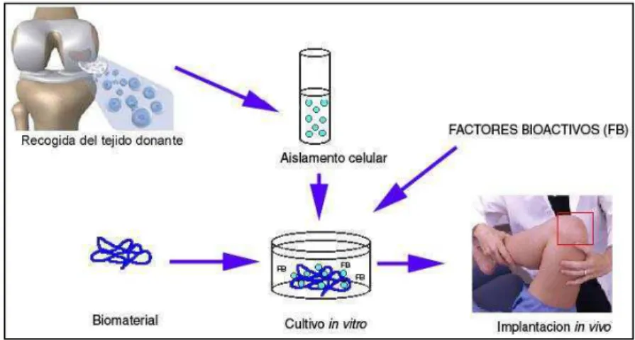 Figura 7.  Esquema de ingeniería de tejidos. 