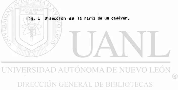 Fig. 1 Disección  d e  l a nariz de un cadáver. 