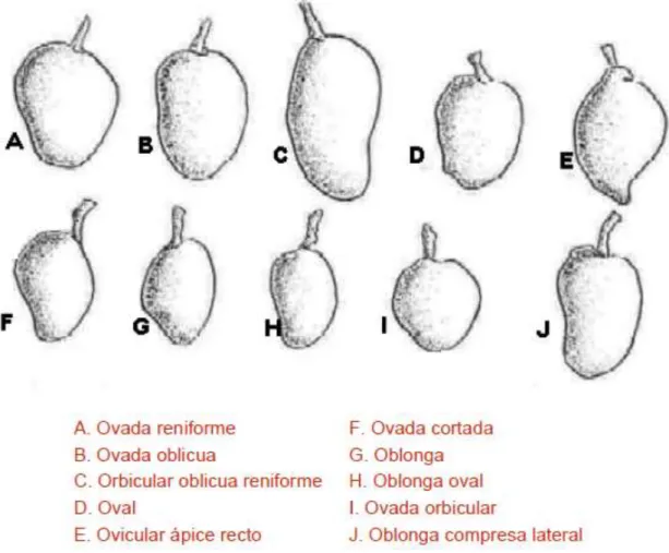 Figura 19. Formas comunes del mango  Fuente: [40] 