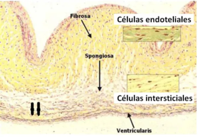 Figura II. Micrografía de sección transversal de una cúspide. Capa Fibrosa (F), Capa esponjosa (S), Capa ventricular (V)
