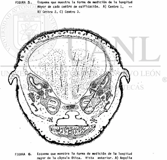 FIGURA  6 . Esquema que muestra  l a forma de  m e d i c i ó n de  l a  l o n g i t u d  mayor de  l a  c á p s u l a  6 t i c a 