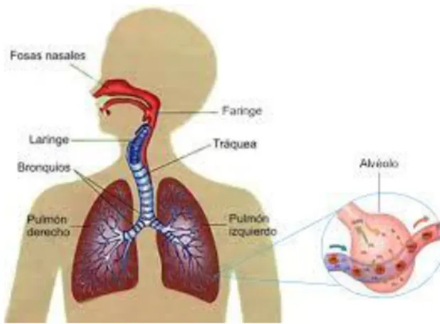 Fig. 2 Aparato Respiratorio (saludbio.com) 