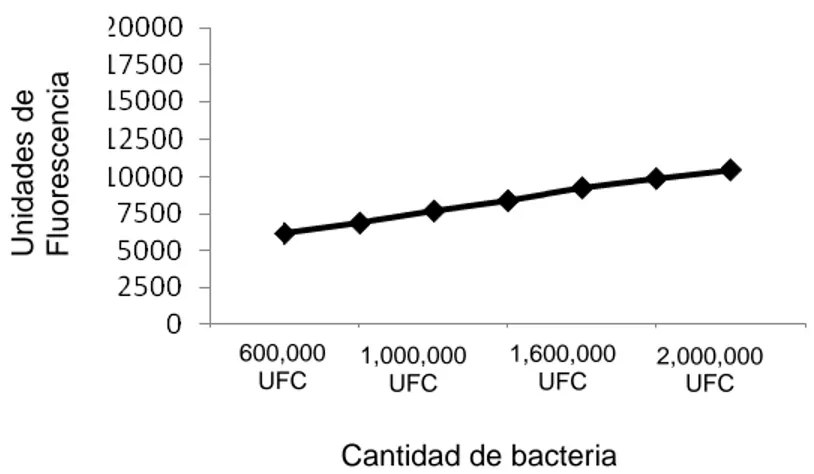 Fig. 3: Determinación de fluorescencia de diferentes concentraciones en  suspensión de bacterias 