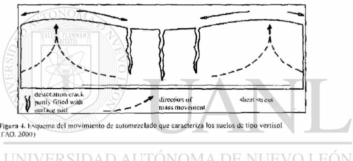 Figura 4. hsquema del movimiento de automezclado que caracteriza los suelos de tipo vertisol 