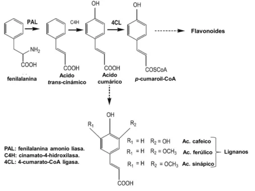 Figura 1. Ruta biosintética de precursores de lignina (Bandurska et al., 2012). 