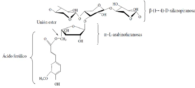 Figura 2. Estructura química de arabinoxilanos (Niño-Medina et al., 2010). 