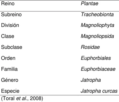 Cuadro 1.  Ubicación taxonómica de Jatropha curcas L.  