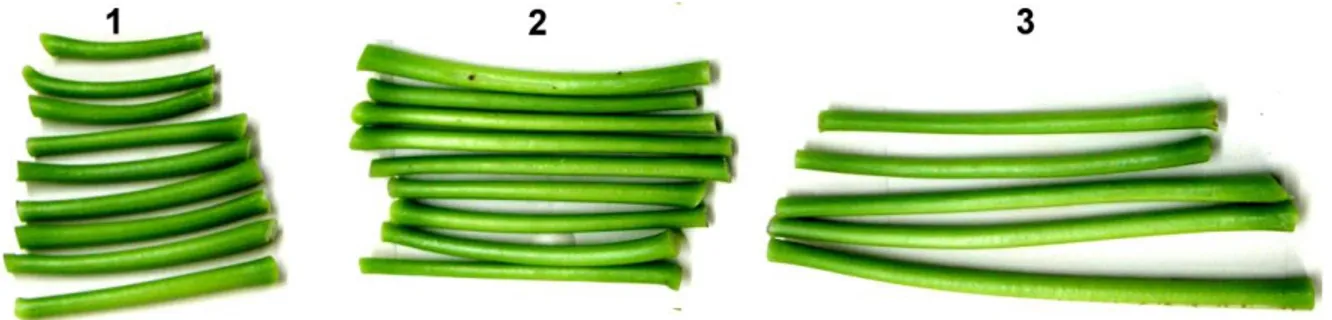Figura  6.   Peciolos  agrupados  del  primer  al  tercer  nudo  con  respecto  a  la  yema  