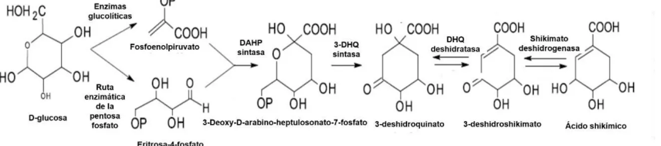 Figura 1. Ruta del ácido shikímico. Formación del ácido shikímico a partir de glucosa