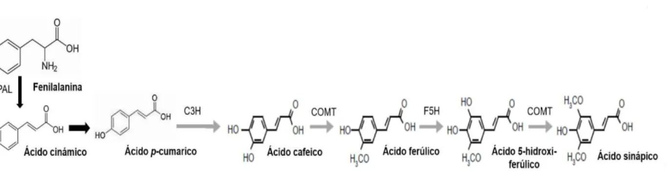 Figura  4.  Formación  de  ácidos  hidroxicinamicos  a  partir  de  fenilalanina.  Fuente:  Humphreys and Chapple (2002)