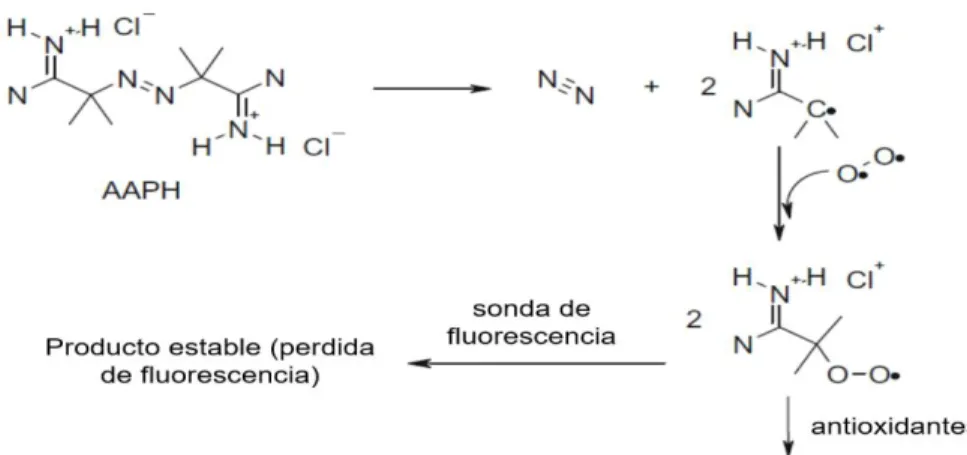 Figura 12. Reacción del radical AAPH durante el método ORAC. Fuente: Zulueta et al.  (2009)