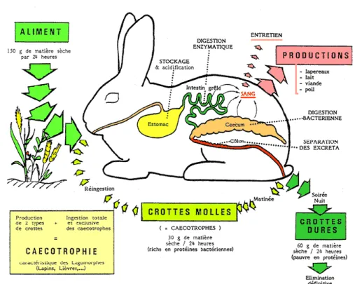 Figura 3: Anatomía y Fisiología del Conejo 