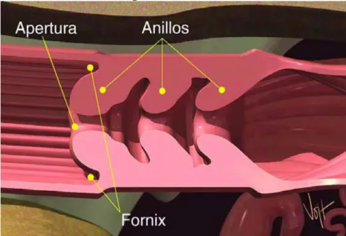 Figura 4. La Cérvix. 