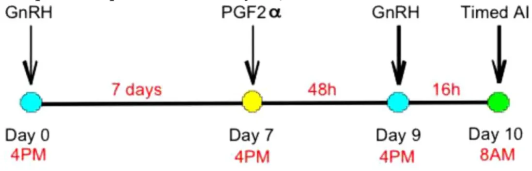Figura 17.Esquema del procedimiento Ovsynch,  comenzando en las horas de la  tarde. 