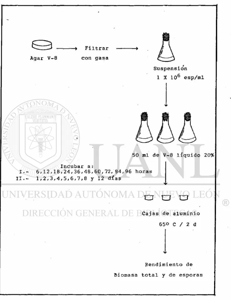 FIGURA 2. DIAGRAMA DE PRODUCCION DE BIOMASA TOTAL EN CALDO V-8 