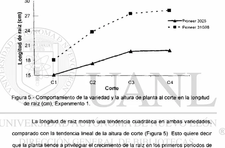 Cuadro 3 - Efecto de la variedad y la altura de planta al corte, sobre la longitud de  raíz (cm), Experimento 1 