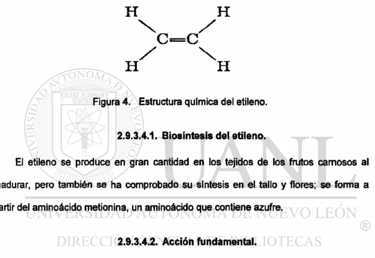 Figura 4. Estructura química del etileno. 