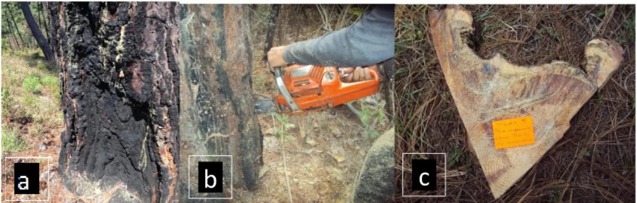 Figura 2. La imagen (a) representa la selección del árbol muestra por el número  de cicatrices, (b) representa la extracción de la muestra (c) muestra tomada  desde el centro del árbol