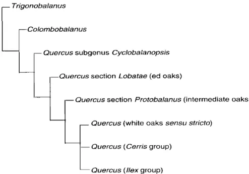 Tabla 5. Relaciones filogenéticas propuestas para grupos infragenéricos de Quercus de acuerdo con         Nixon (1993)