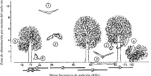 Figura 4. Las áreas de forrajeo y su correlación con el rango de frecuencia de mejor audición  de la  ecolocalización  de  murciélagos,  números marcados: (1) Forrajeo por encima del  dosel,  (2) espacios abiertos entre el dosel, (3) sobre la superficie de
