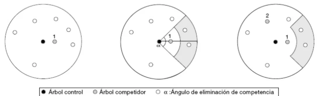 Figura  3. Esquema del proceso de selección de los competidores activos según el concepto de  ángulo de eliminación de competencia (Lee y Gadow, 1997).