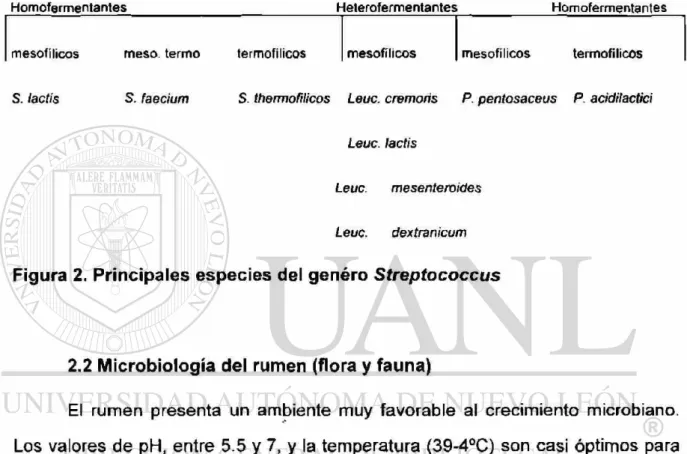 Figura 2. Principales especies del genéro Streptococcus 