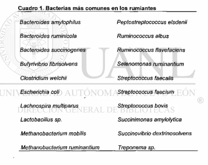 Cuadro 1. Bacterias más comunes en los rumiantes 