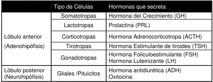 Tabla  1.  Anatomía  de  la  glándula  pituitaria,  tipos  celulares  que  la  conforman  y  hormonas que secreta