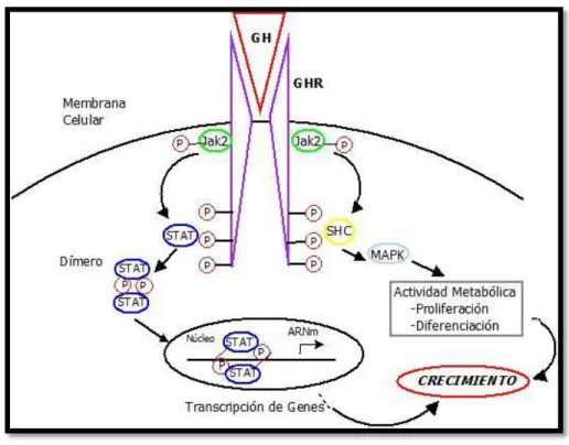 Figura 1. Vía de señalización de la GH. Se muestra la unión de GH-GHR en la membrana celular y  los  procesos  intracelulares  posteriores  a  la  unión  iniciados  por  la  activación  de  Jak2