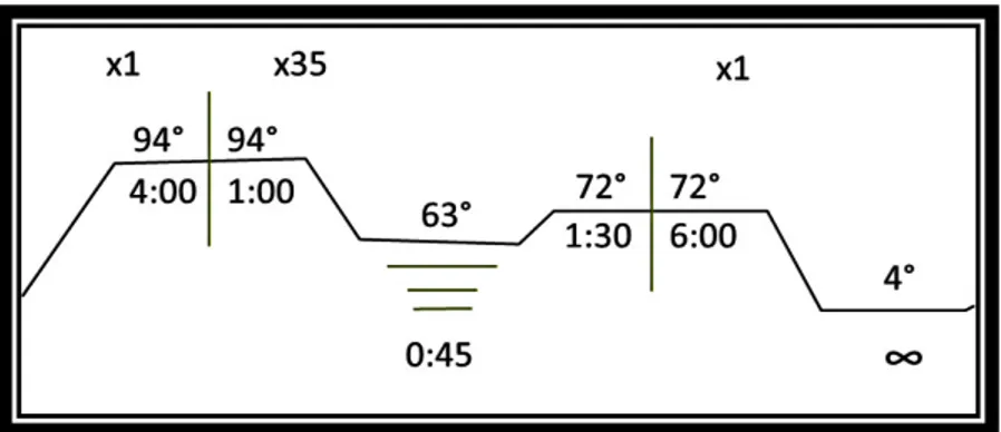 Figura  5.  Protocolo  de  PCR  para  el  locus  GH  en  caballos  miniatura.  Esquema  del  programa  utilizado  en  el  para  la  amplificar  los  tres  fragmentos  del  locus  GH