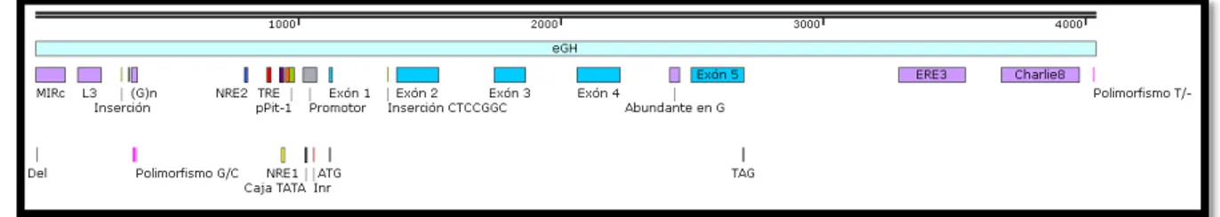 Figura 9. Alineamiento de la secuencia del locus GH del AMH con el del caballo de talla regular  como referencia