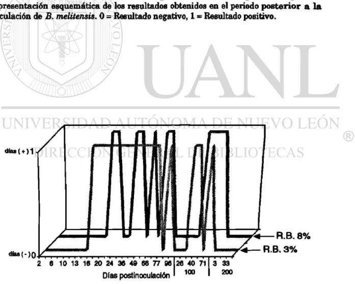 Figura 6. Detección de anticuerpos contra Brucella en muestras  d e  sangre de la cabra &#34;B&#34;, utilizando el antígeno rosa de Bengala 3% y 8%