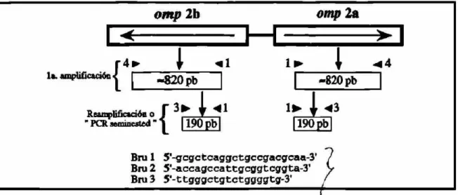 Figura 4. Representación esquemática del PCR seminested. Los rectángulos  etiquetados « 820 pb representan el producto de la primera amplificación con los  iniciadores Bru 1 y Bru 4