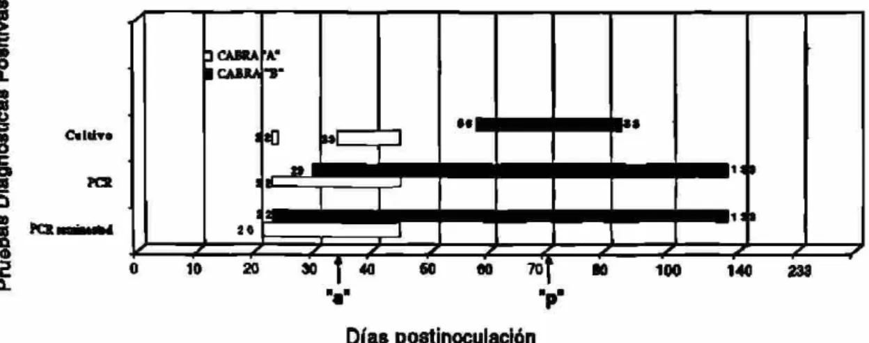 Figura 10. Detección de B. melitensU en exudado  v a g i n a l  d e cabras  inoculadas